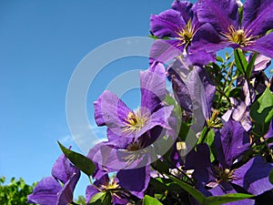 Clematis photo