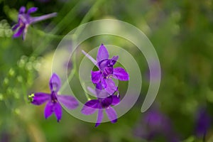 Wild violet flowers of Consolida Regalis