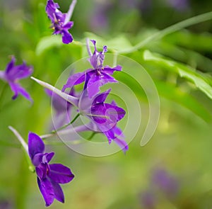 Wild violet flowers of Consolida Regalis