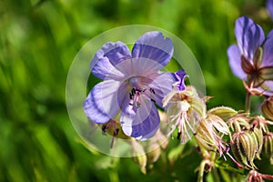 Wild violet flowers, Geranium pratense. Solar illumination