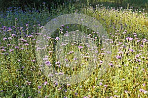 Wild violet flowers. Glade with many wildflowers. Summer