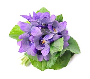 Wild violet flowers