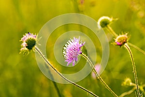 Wild violet iolet flower backlit on meadow in sunset light. selective focus on flower