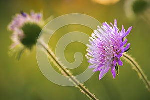 Wild violet iolet flower backlit on meadow in sunset light. selective focus on flower