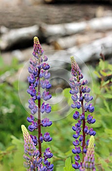 Wild violet lupines Lupinus are growing