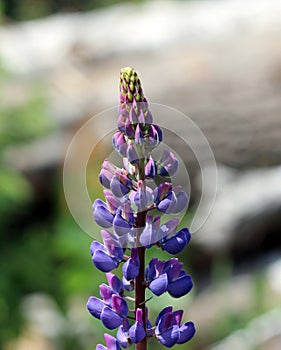 Wild violet lupines Lupinus are growing