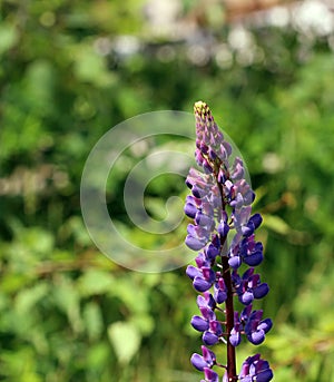 Wild violet lupines Lupinus are growing