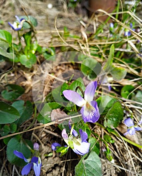 Wild violet