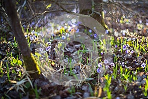 Wild violets in forest