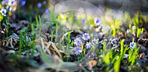 Wild violets in forest