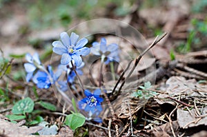 Wild violets