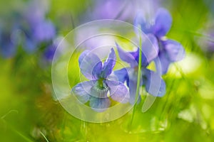 Wild violets in nature. Close up of common violet. Soft focus