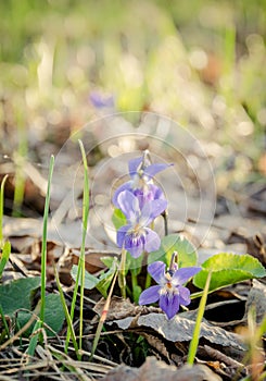 Wild violets in the spring woods