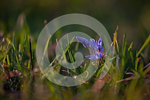 Wild violins through the green grass in a warm light. Scilla bifolia plant that blooms in spring