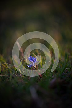 Wild violins through the green grass in a warm light. Scilla bifolia plant that blooms in spring