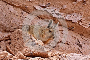 Wild viscacha on Rock in Atacama Desert Chile South America