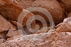 Wild viscacha on Rock in Atacama Desert Chile South America