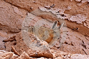 Wild viscacha on Rock in Atacama Desert Chile South America