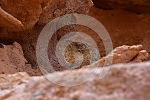 Wild viscacha on Rock in Atacama Desert Chile South America