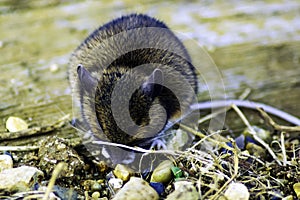 Wild vote / field mouse