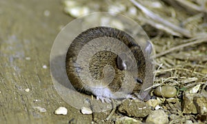 Wild vote / field mouse
