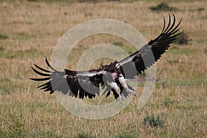 Wild vulture in Masai Mara, Kenya