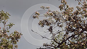 Wild wagtail bird sitting on blooming tree branch enjoying spring sunny day. Low angle view of small songbird singing