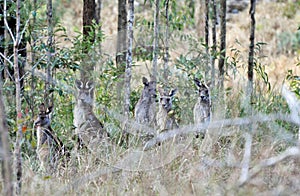 Wild wallabies standing in the bush land of Australia