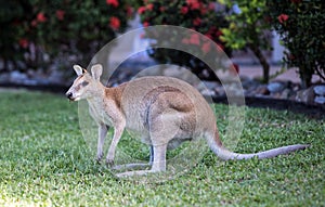 Wild Wallaby eating.