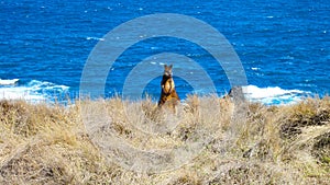 Wild wallaby by the sea in Australia