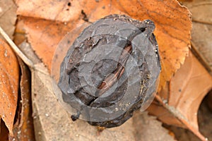 Wild walnut on autumn leaves