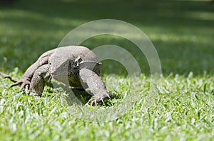 Wild waranus in chase of a prey