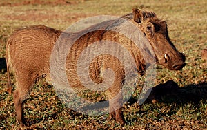Wild Warthog photo