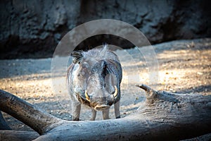 Wild warthog ambling through a desolate landscape composed of arid earth and logs