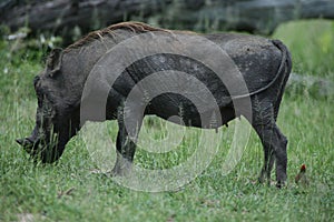 Wild warthog pig dangerous mammal africa savannah Kenya