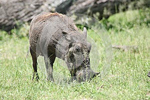 Wild warthog pig dangerous mammal africa savannah Kenya