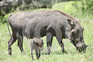 Wild warthog pig dangerous mammal africa savannah Kenya