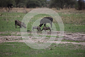 Wild warthog pig dangerous mammal africa savannah Kenya