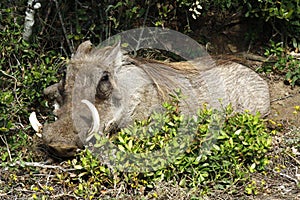 Smiling warthog