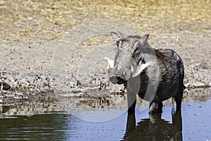 Wild warthog, at watering hole, up close