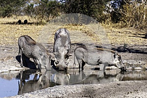 Wild warthog, at watering hole, up close