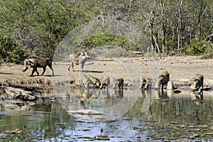 Wild warthog, at watering hole, up close