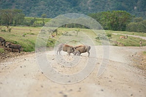 Wild warthogs fighting on the road