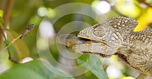 Wild warty chameleon Furcifer verrucosus