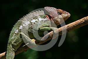 Wild warty chameleon, Madagascar photo