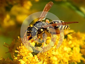 Wild wasp insect on meadow flowers close-up