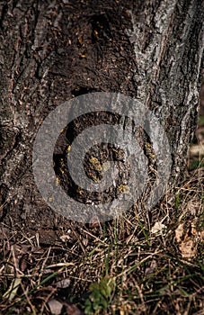 Wild wasps that live in hollow tree
