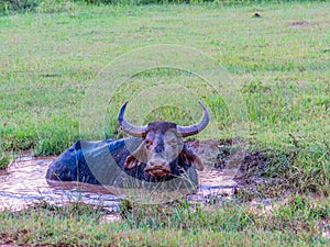 Wild Water Buffalo