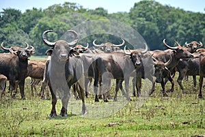 Wild water buffalo