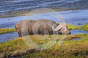 Wild water buffalo in the Amboseli National Park